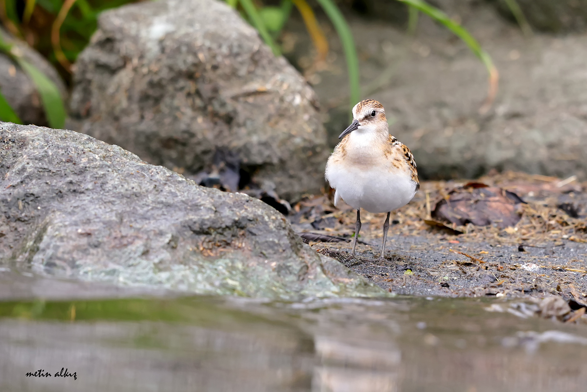 Little Stint